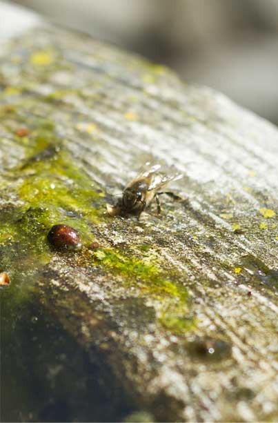 Bee close to resin